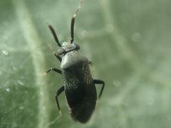 Druthmarus miyamotoi