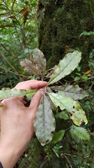 Quintinia serrata