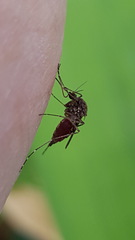 Aedes vigilax