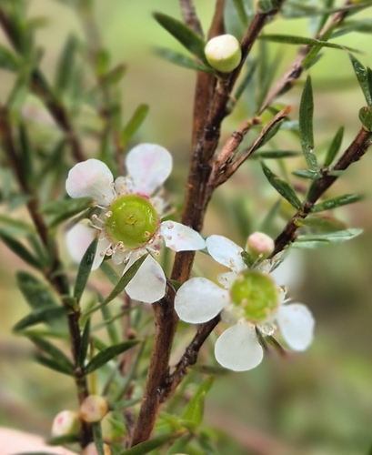 Leptospermum juniperinum observed 2026-06-26