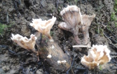 Podoscypha petalodes