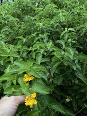 Lantana depressa