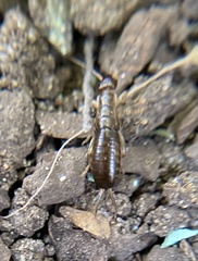 Forficula auricularia