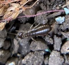 Forficula auricularia