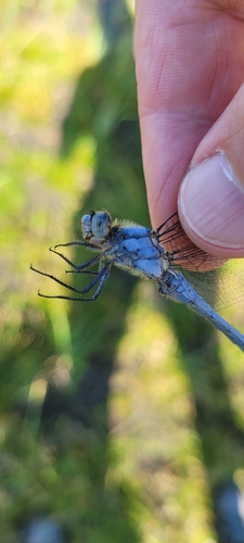 Southern Skimmer