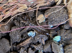 Forficula auricularia