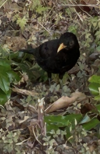 Eurasian Blackbird