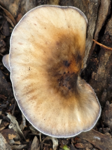 ghost fungus
