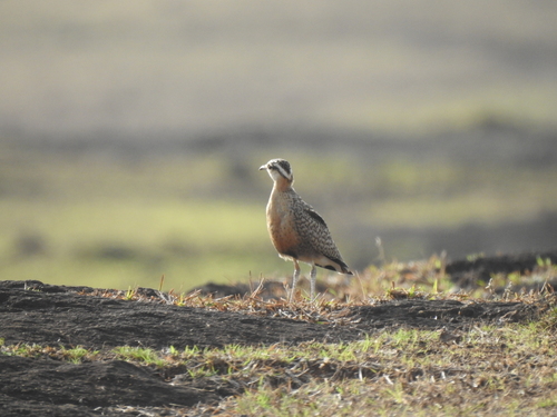 Indian Courser (Cursorius coromandelicus), photo 10