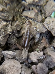 Forficula auricularia