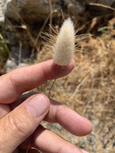 Hare's Tail Grass