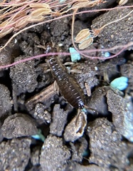 Forficula auricularia