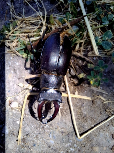 European Stag Beetle