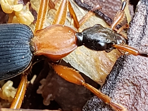 Galerita bicolor photo 4