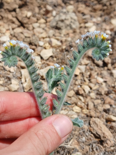 Heliotropium hirsutissimum, photograph 2
