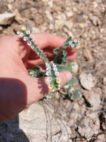 Heliotropium hirsutissimum, photograph 3