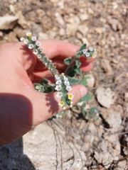 Heliotropium hirsutissimum, photograph (c) yelena_antipova, some rights reserved (CC BY)