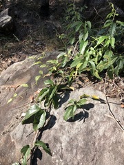 Parsonsia brisbanensis