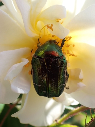 European Rose Chafer