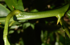 Citrus × latifolia
