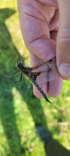 Four-spotted Skimmer