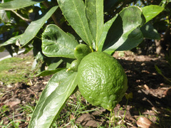 Citrus × latifolia