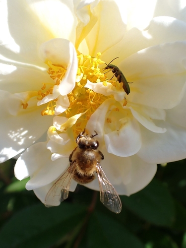 Western Honey Bee