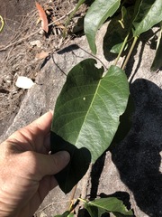 Parsonsia brisbanensis