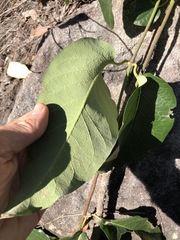 Parsonsia brisbanensis