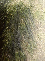Urospora