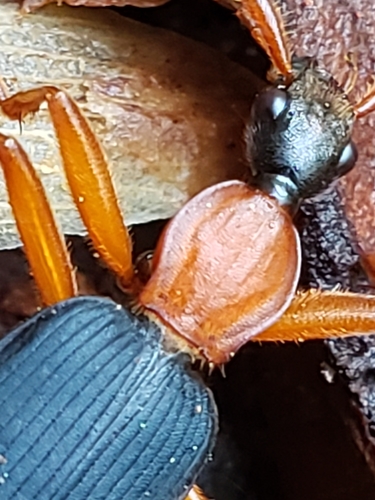 Galerita bicolor photo 5