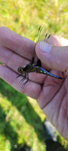 Broad-bodied Chaser