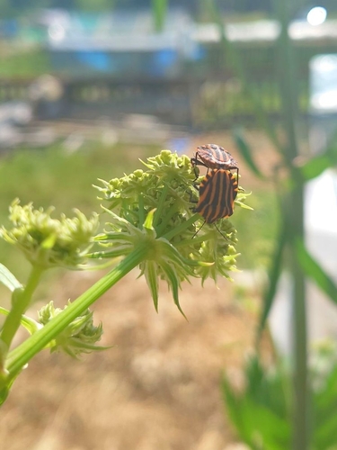 Continental Striped Shield Bug