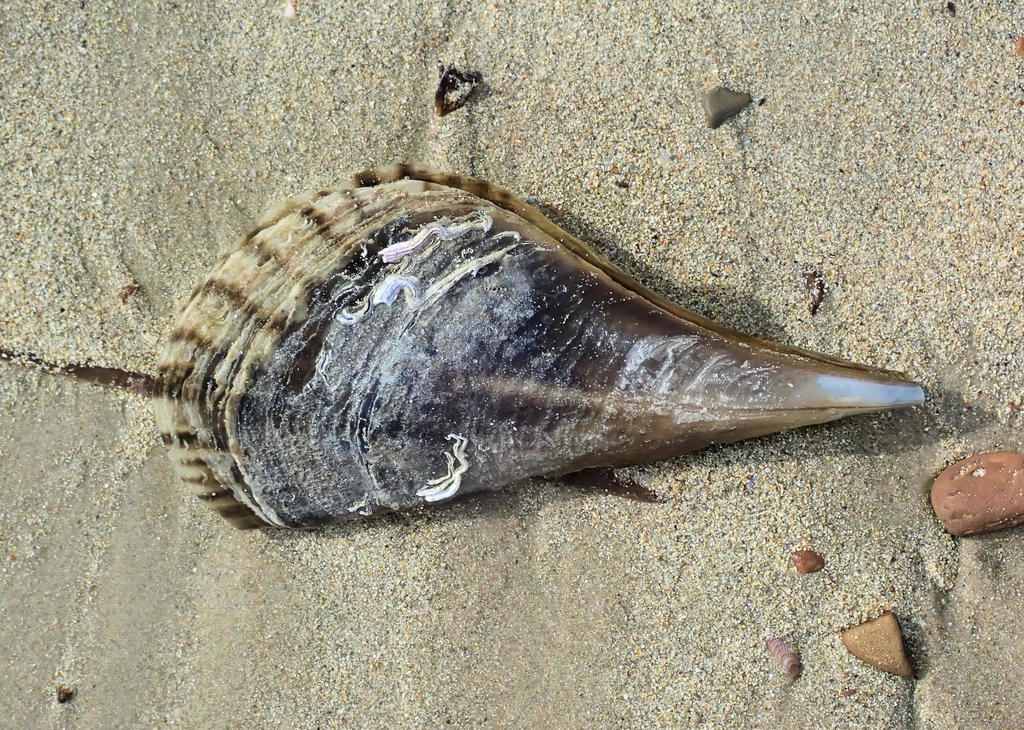 Australian Razor Clam
