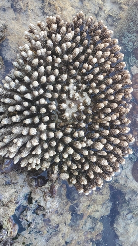 Acropora digitifera observed 2026-06-18