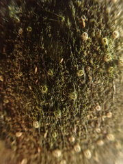 Urospora
