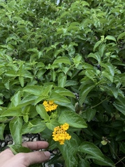 Lantana depressa