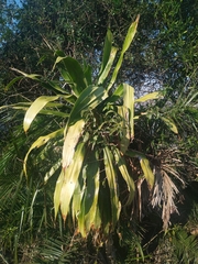 Dracaena aletriformis, photograph (c) Shaun Swanepoel, some rights reserved (CC BY)