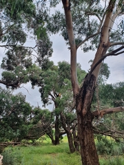 Eucalyptus viminalis pryoriana