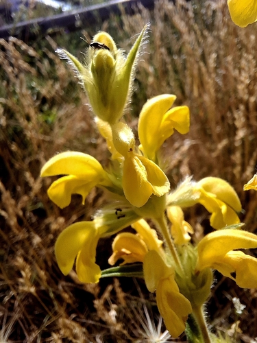 Iberian Lampwick