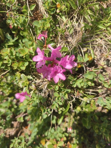 Rhododendron kotschyi