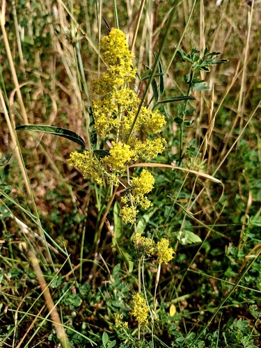 Lady's Bedstraw