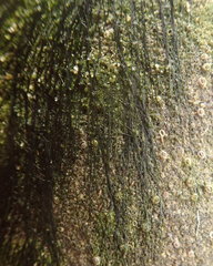 Urospora