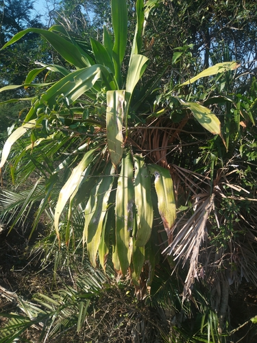 Dracaena aletriformis, photograph 2
