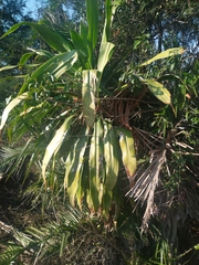 Dracaena aletriformis, photograph (c) Shaun Swanepoel, some rights reserved (CC BY)