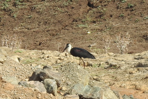 Asian Woolly-necked Stork