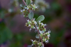 Origanum majorana