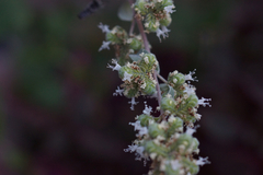 Origanum majorana