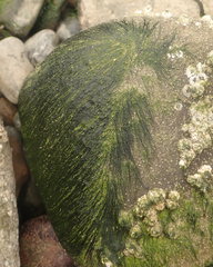 Urospora