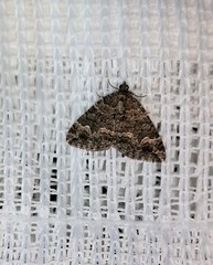 Xanthorhoe vacuaria